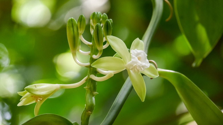 Vanilla planifolia