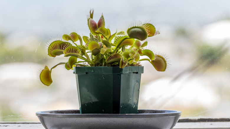 venus flytrap plant