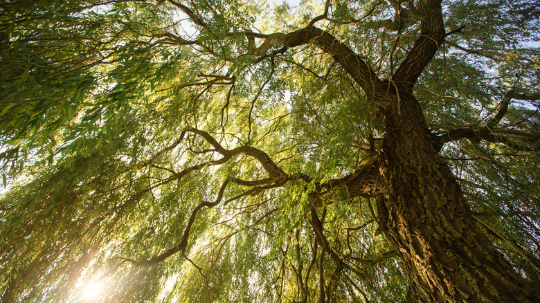 Sun shining through weeping willow