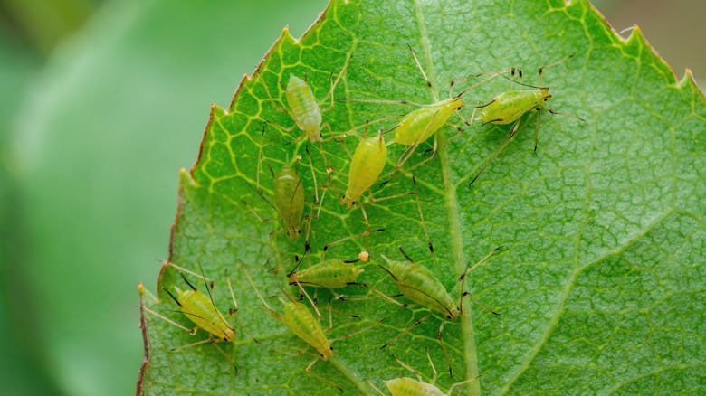 Greenfly on leafy plant