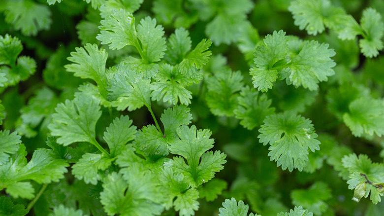 Cilantro ready to harvest