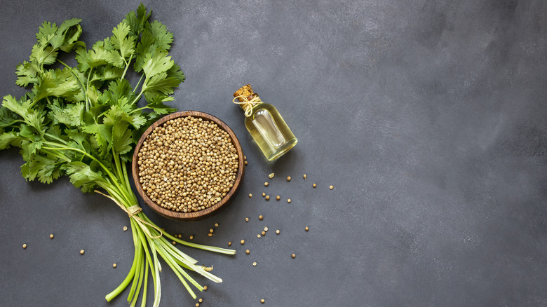 Fresh cilantro leaves, seeds and oil