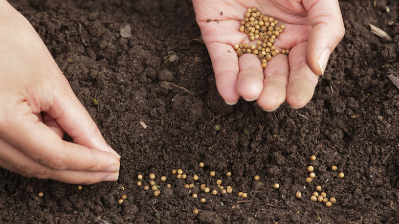 Sowing cilantro seeds in moist soil