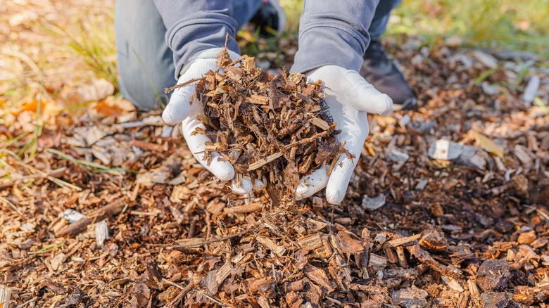 Wood chips mulching
