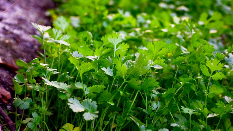 Rows of cilantro planted in rows
