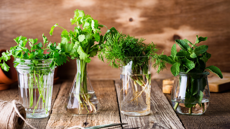 Cilantro seeds growing in nutrient-filled water