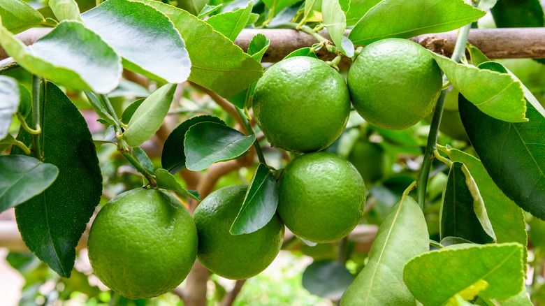 Lime tree with limes