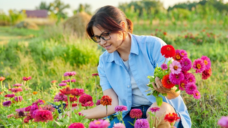 Woman picks zinnias 