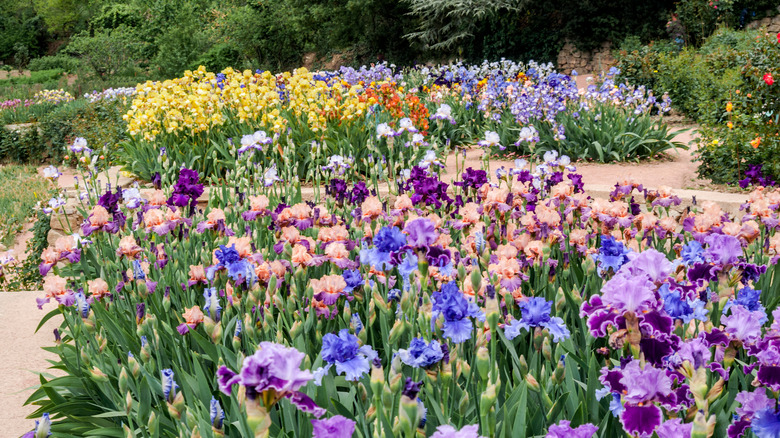bearded iris garden