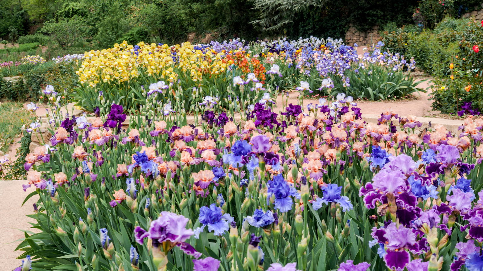 how to take care of bearded irises