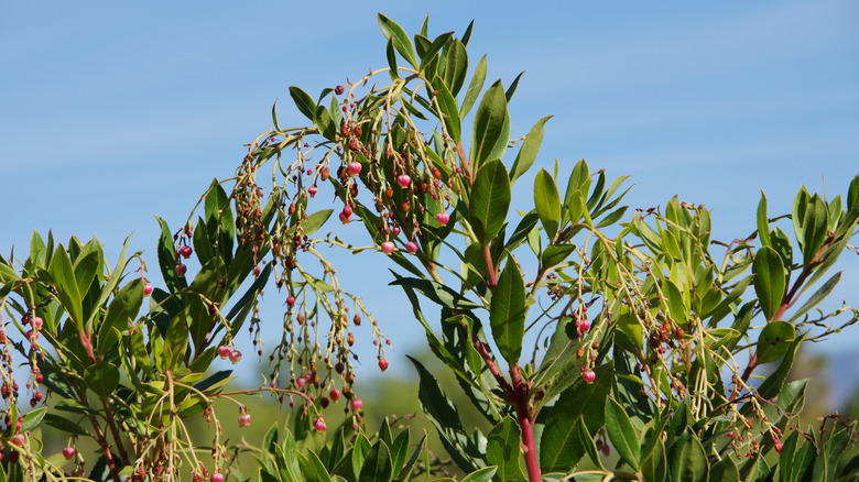 Small California pepper tree 