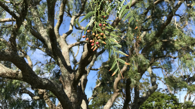 California pepper tree in garden