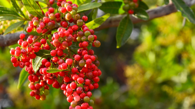 California pepper tree branch 