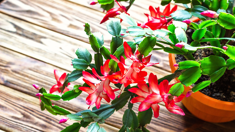 Christmas cactus on wooden background