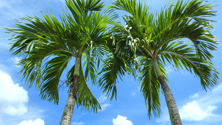 Christmas palms against sky background