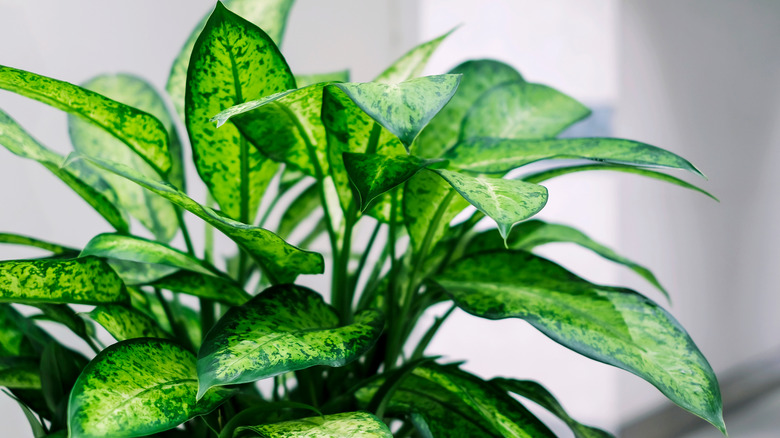 Dumb cane plant in container