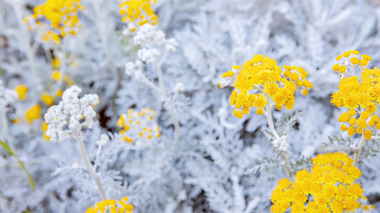 yellow flowering Jacobaea maritima