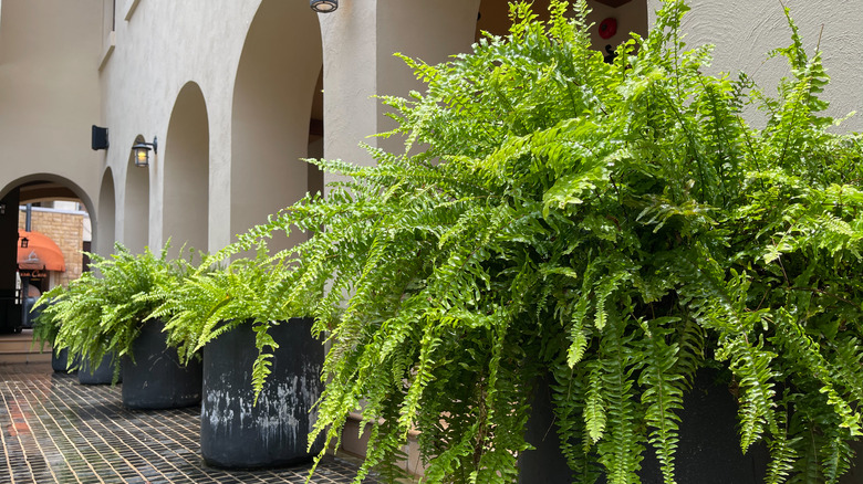 Kimberley queen fern outdoors