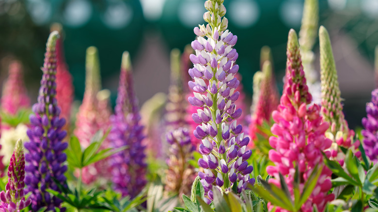 purple and pink lupine flowers