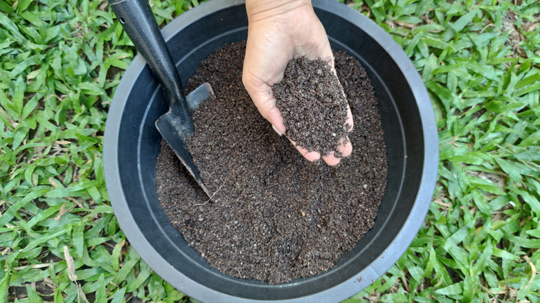 cactus planting mix in planter