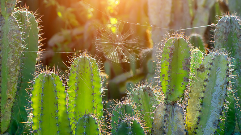 How To Grow And Take Care Of A Peruvian Apple Cactus picture