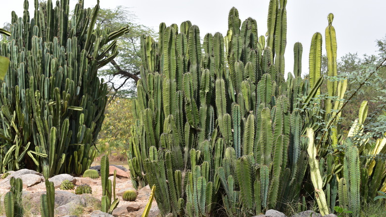 Clusters of Peruvian apple cacti