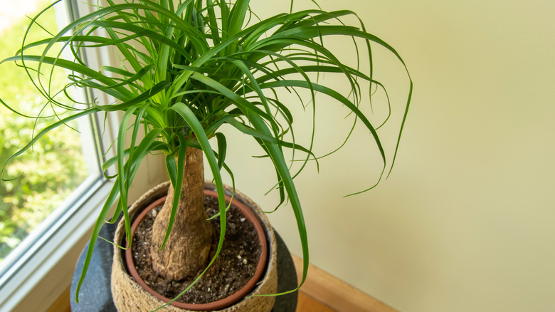 Beaucarnea recurvata in a tan pot