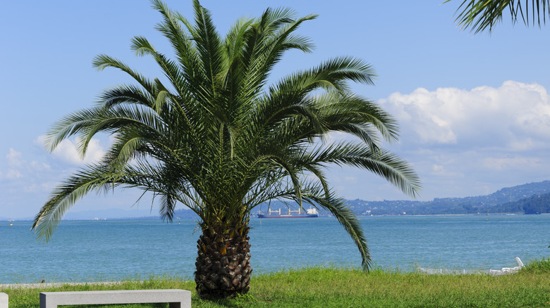 Pygmy date palm near ocean