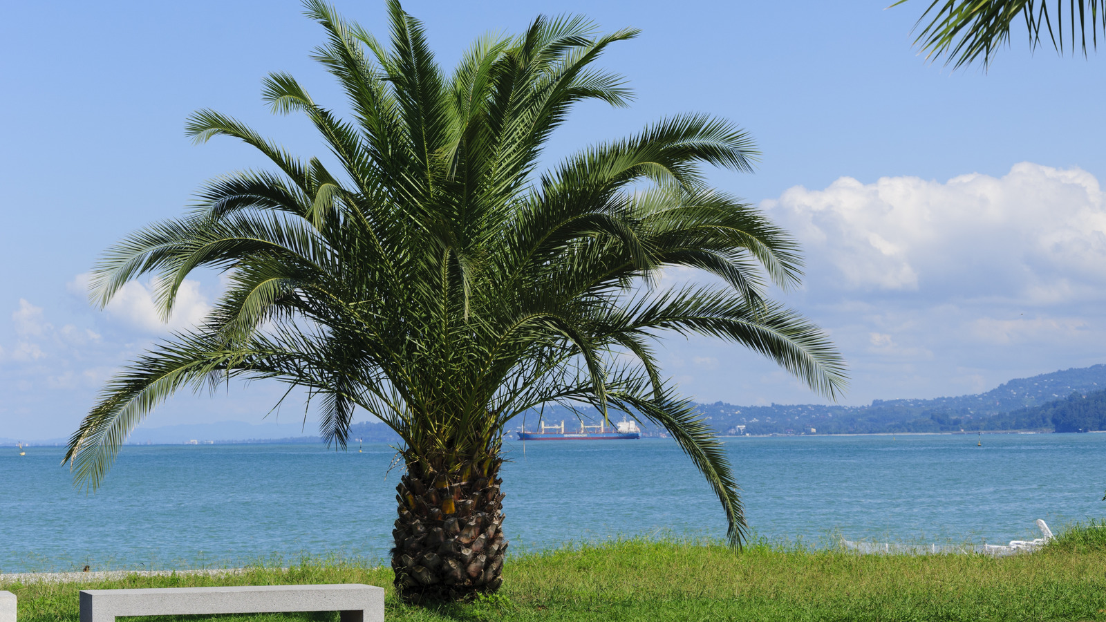 Pygmy Date Palm