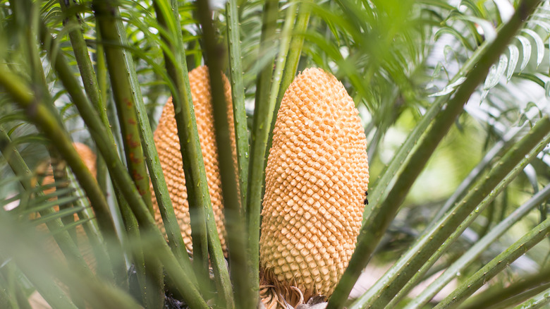 Queen palm plant displaying fruit
