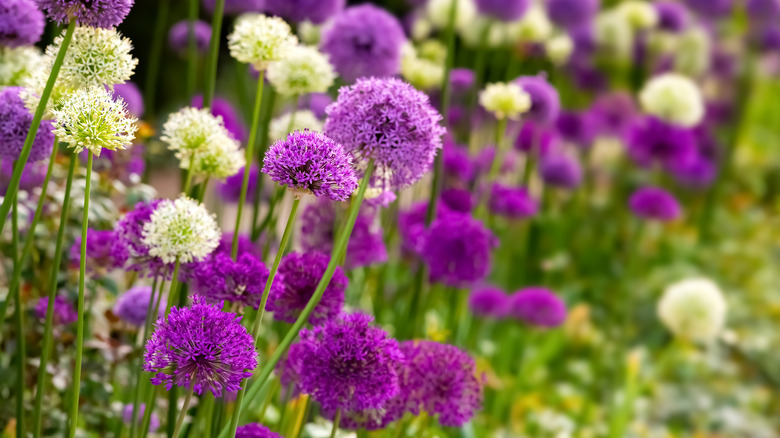 purple and white allium