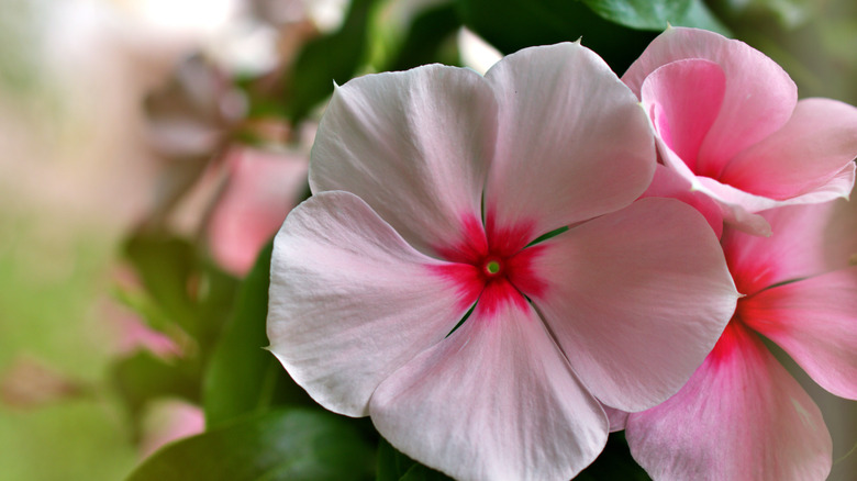 Annual vinca flower