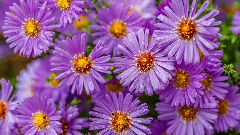 Aster blooms up close