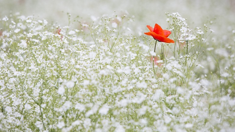 Baby's breath and red flower