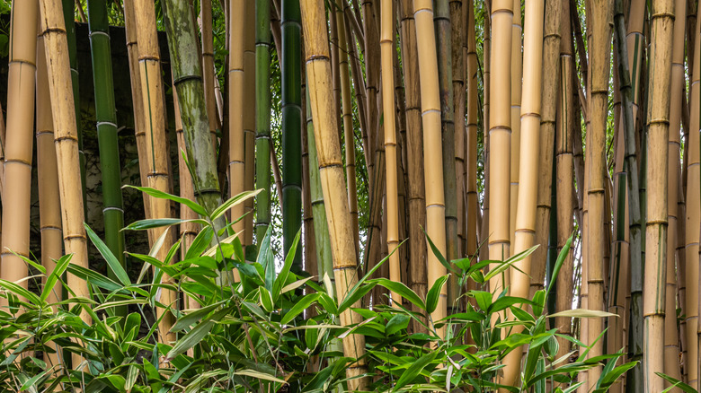 Bamboo plants in garden