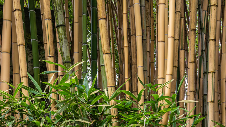 https://www.housedigest.com/img/gallery/how-to-grow-and-take-care-of-bamboo-plants/intro-1637618593.jpg