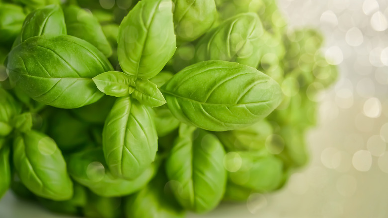 Bright green basil plant