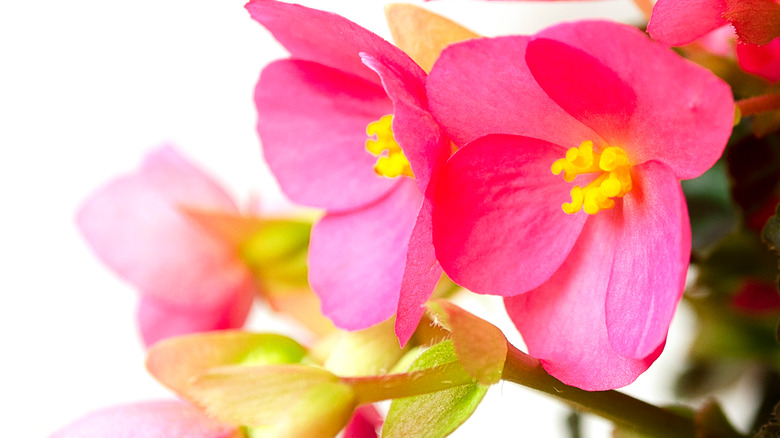 How To Grow And Take Care Of Begonias