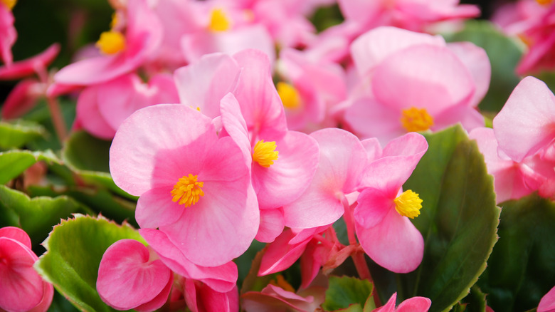 Pink begonias semperflorens in garden