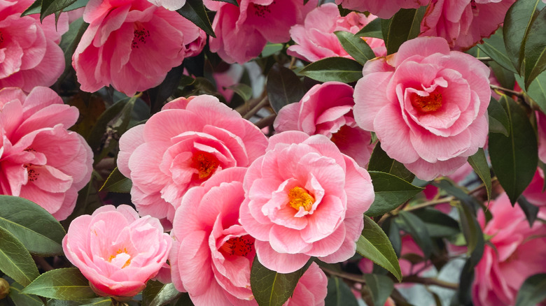 pink camellias