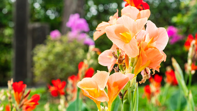 Canna lilies growing in field