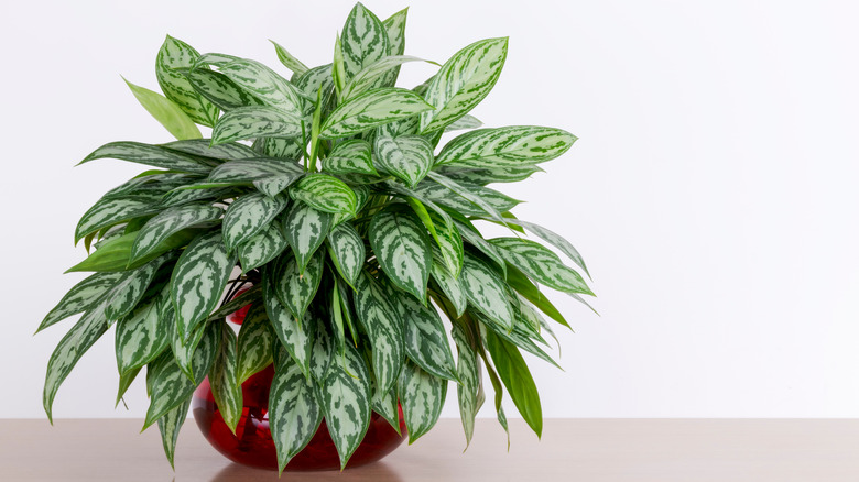 Potted Chinese evergreen