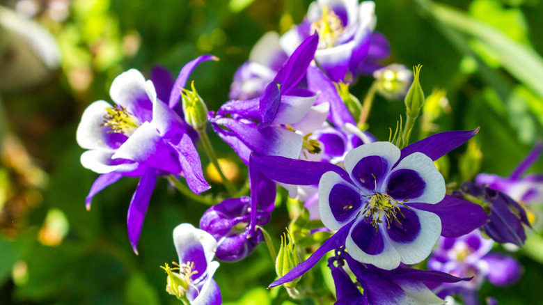 Columbine flower blooms up close