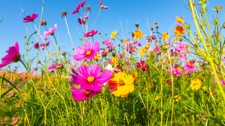 cosmos flower field