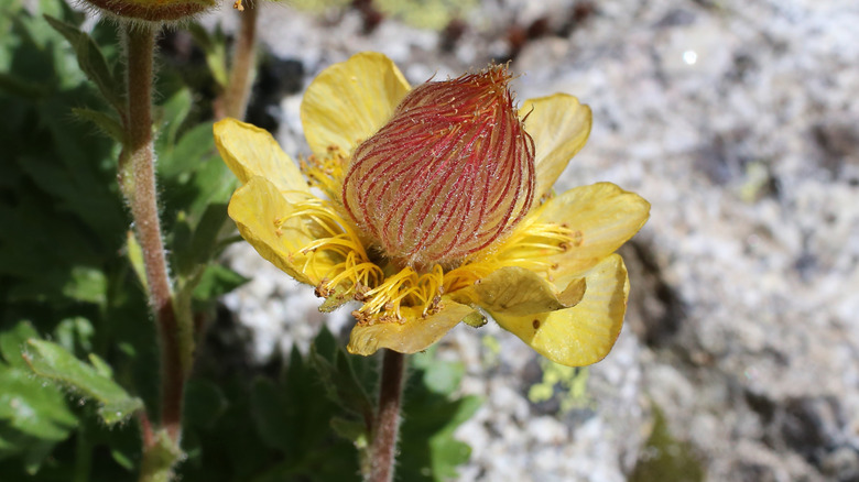 Creeping aven in yellow bloom