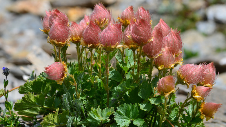 Pink creeping aven flowers