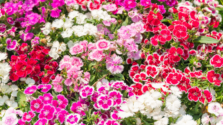 multicolored dianthus flowers