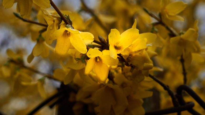 blooming forsythia bush