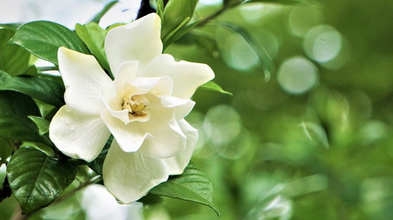 close up white gardenia