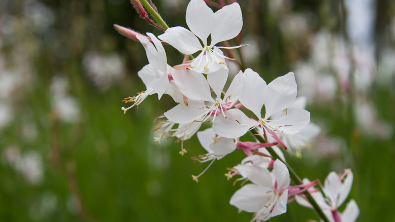 white gaura flowers on garden